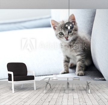 Picture of Beautiful little cat on a grey sofa
